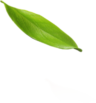 leaf 1 5