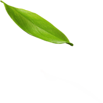 leaf 1 6